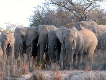 troupeau d'éléphant