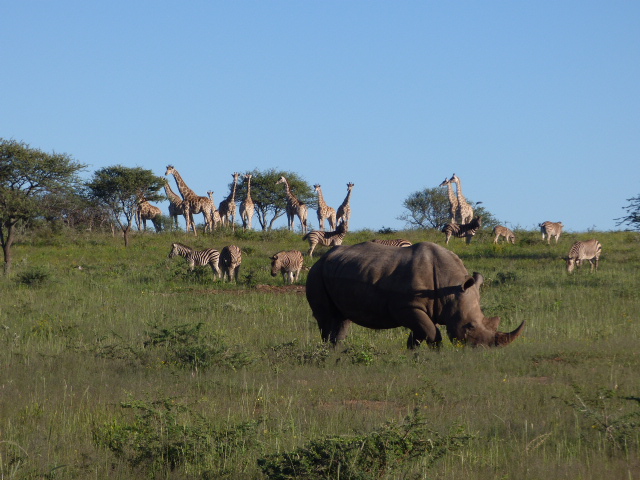 rhinocéros zèbres et girafes