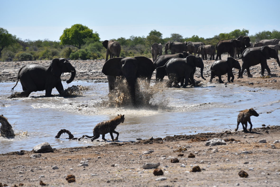 éléphants edt hyènes afrique du sud